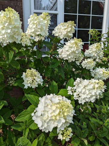 3913 Oxford Drive, Woodbury, MN 55125