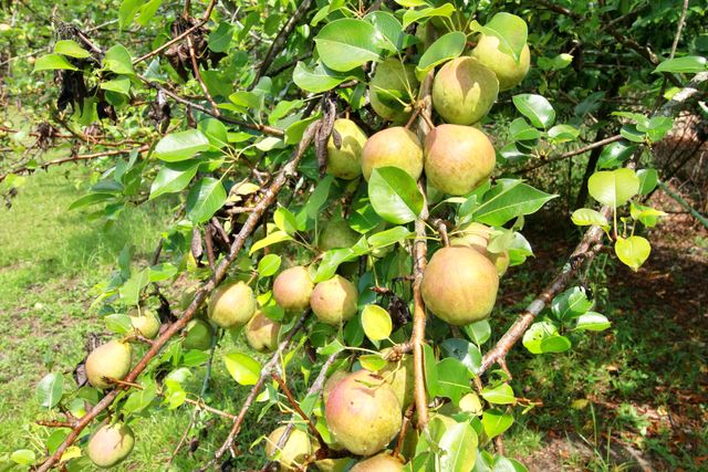 924 W Martintown Road, North Augusta, SC 29841