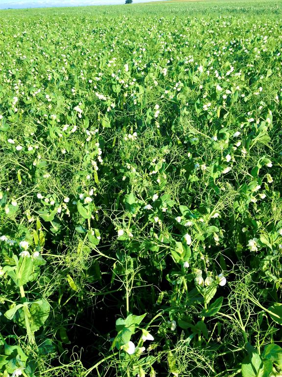 0 Buena Vista Road, Valier, MT 59486 photo 31