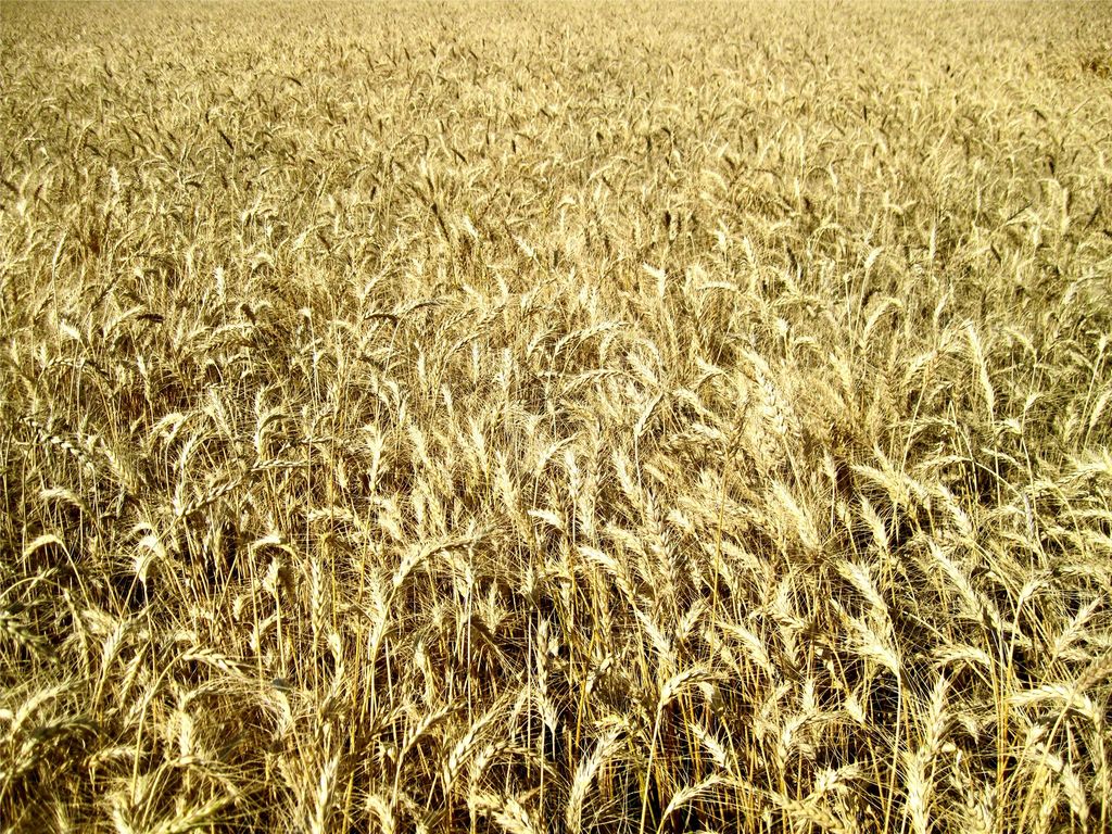 0 Buena Vista Road, Valier, MT 59486 photo 40