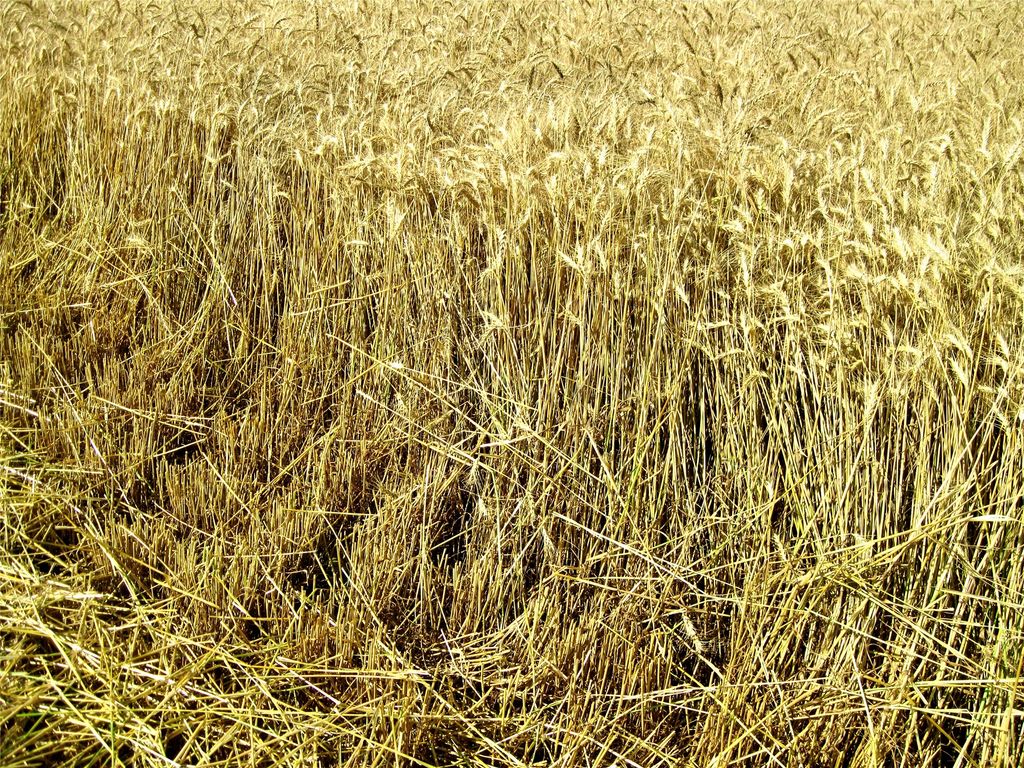 0 Buena Vista Road, Valier, MT 59486 photo 41