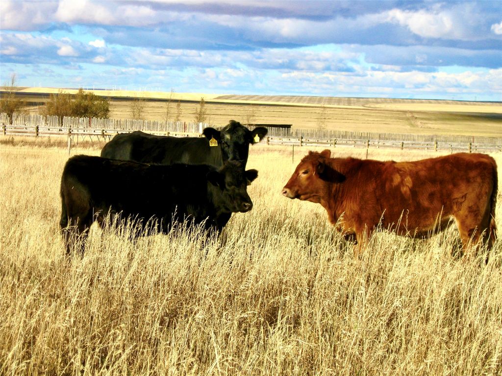 0 Buena Vista Road, Valier, MT 59486 photo 43