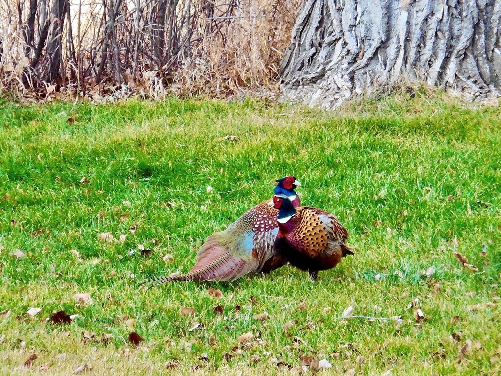 0 Buena Vista Road, Valier, MT 59486 photo 53