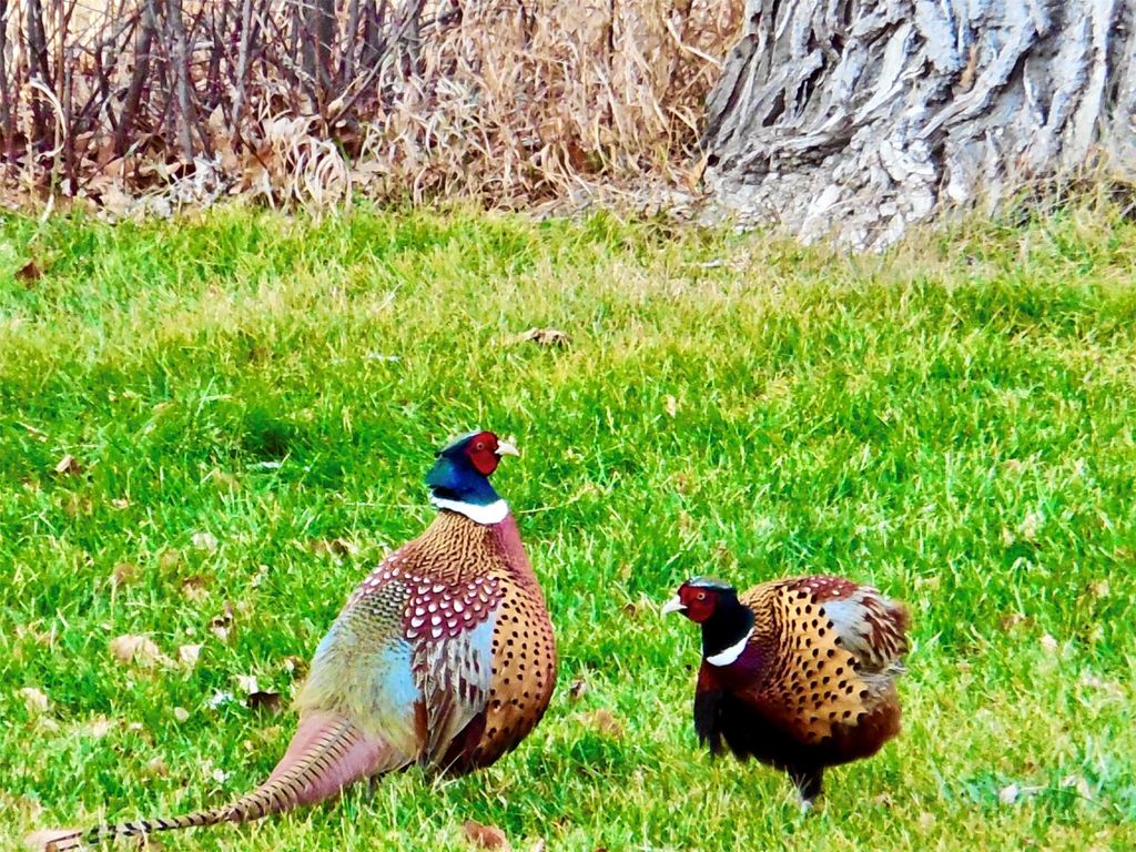 0 Buena Vista Road, Valier, MT 59486 photo 54