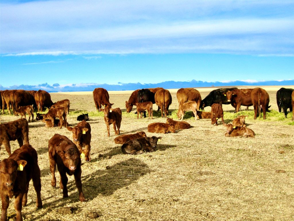 0 Buena Vista Road, Valier, MT 59486 photo 59