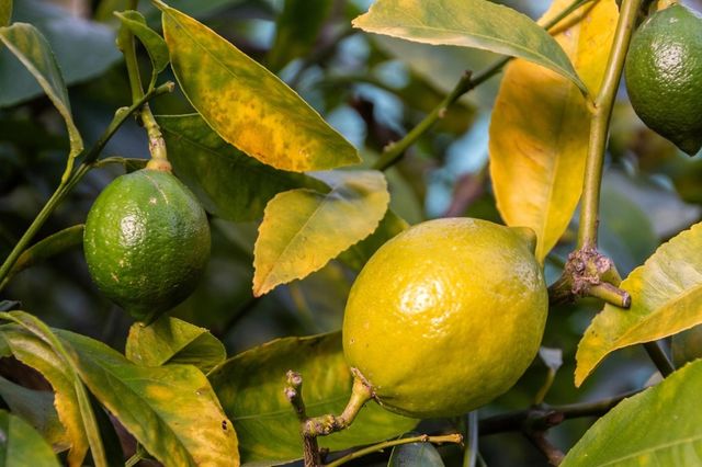 7607 VALENTINE ST, Oakland, CA 94605