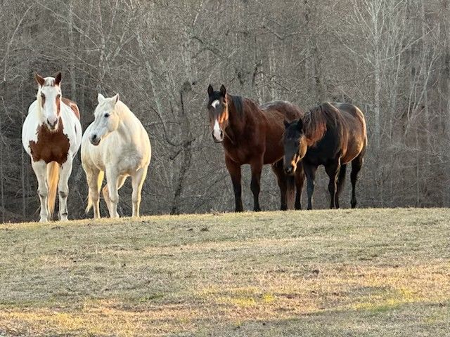 4325 Cave Springs Rd, Columbia, TN 38401