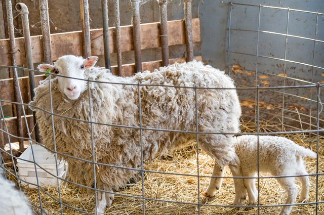 338 Johnson Road, Marshfield, VT 05658