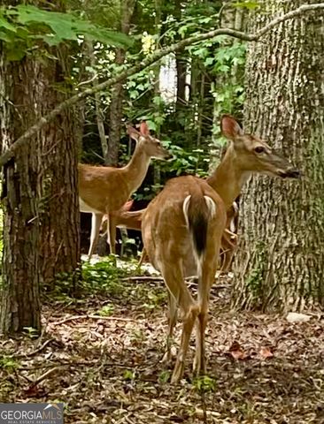 1554 Creek Road, Hiawassee, GA 30546