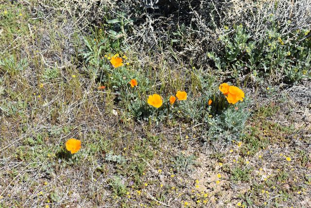 135th St W & Ave D4, Antelope Acres, CA 93536