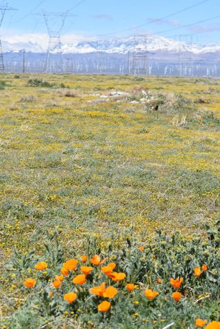 135th St W & Ave D4, Antelope Acres, CA 93536