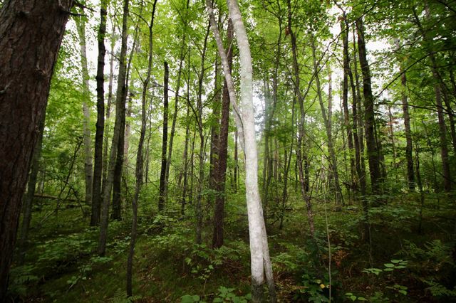 TBD Gravdahl Drive, Pequot Lakes, MN 56472