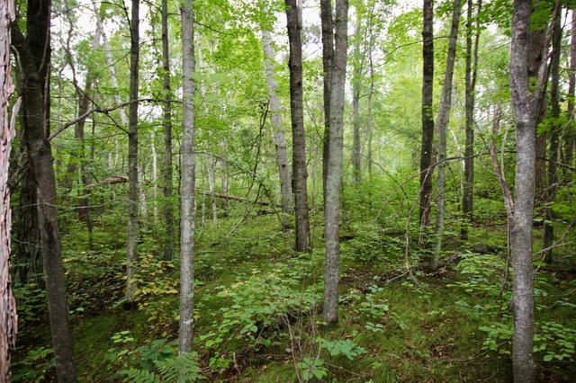 TBD Gravdahl Drive, Pequot Lakes, MN 56472