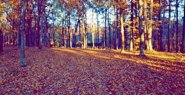 1300 Ridge Rd, Dickson, TN 37055