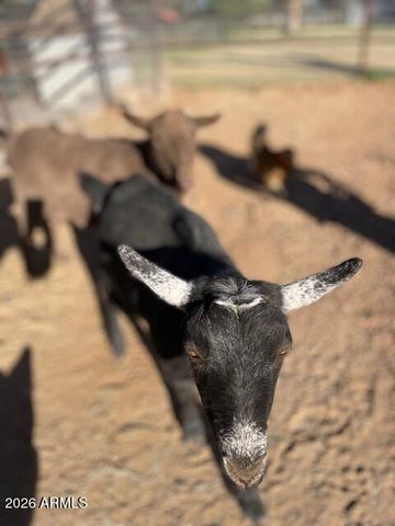 19103 E VIA DE ARBOLES --, Queen Creek, AZ 85142