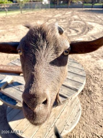 19103 E VIA DE ARBOLES --, Queen Creek, AZ 85142