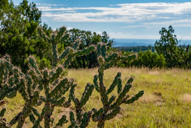 95 Grenfell Ranch, Cerrillos, NM 87010