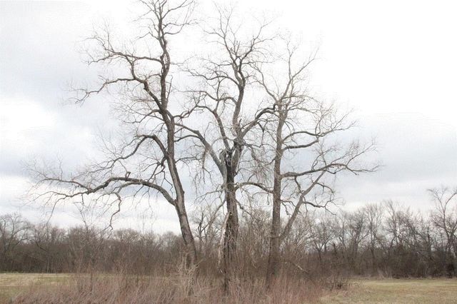 TBD Whitney Road, Sherman, TX 75090