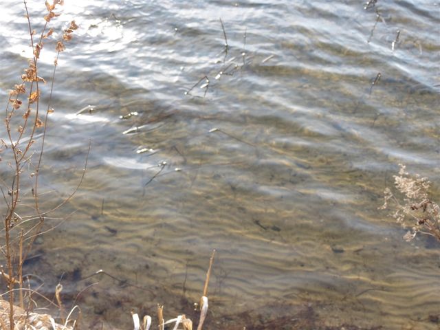 890 White Lake Road, Pleasant Lake, MI 49272