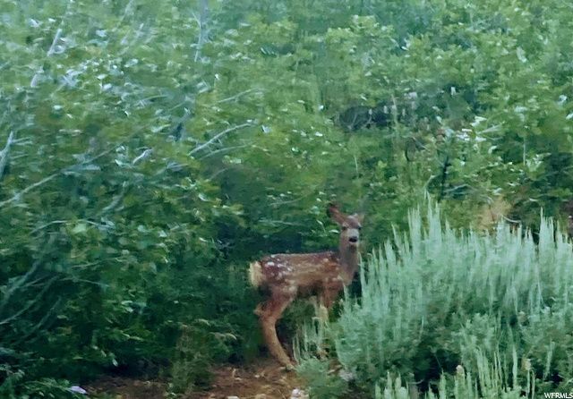 6774 CHAPARRAL DR, Eden, UT 84310