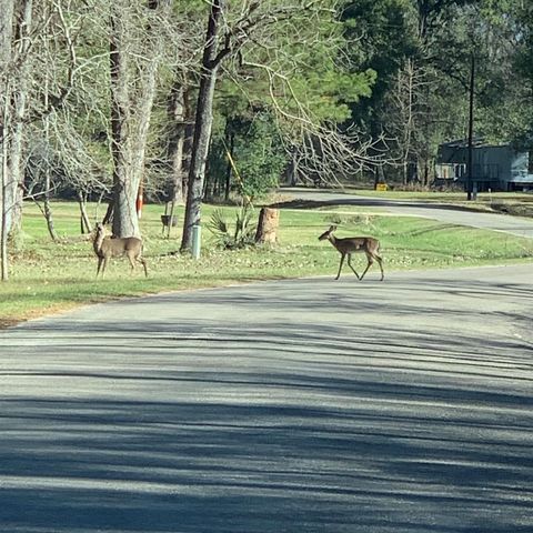 202 Armadillo T, Onalaska, TX 77360