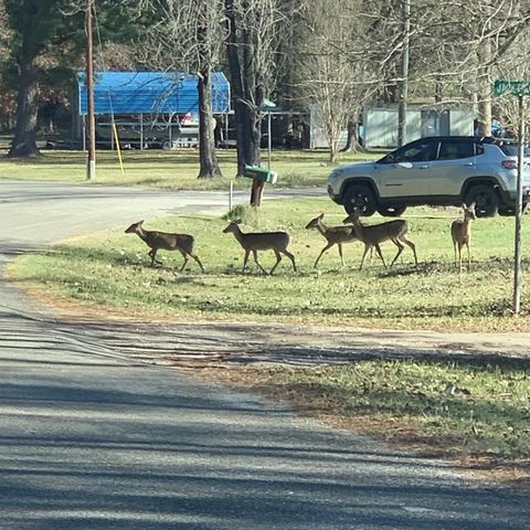 202 Armadillo T, Onalaska, TX 77360