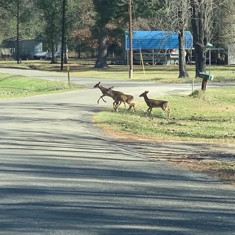 202 Armadillo T, Onalaska, TX 77360