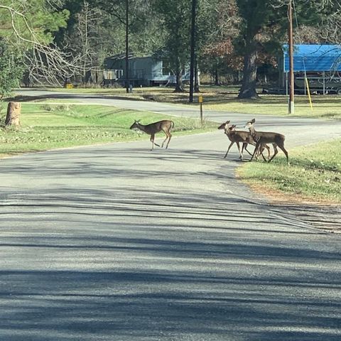 202 Armadillo T, Onalaska, TX 77360