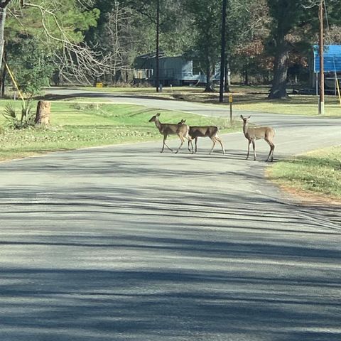 202 Armadillo T, Onalaska, TX 77360