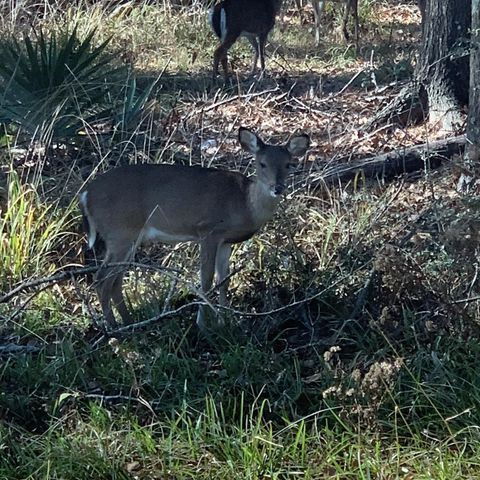 202 Armadillo T, Onalaska, TX 77360