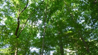 Lot 54 Forest Drive, Graham, NC 27253