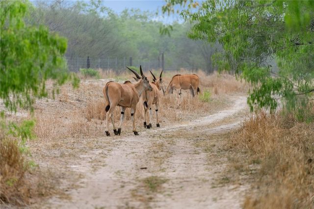 141 S Private Road 1026, Kingsville, TX 78363