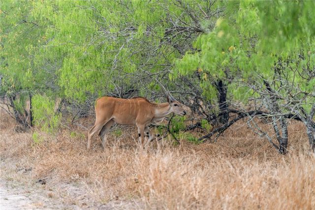 141 S Private Road 1026, Kingsville, TX 78363