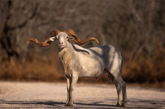 141 S Private Road 1026, Kingsville, TX 78363