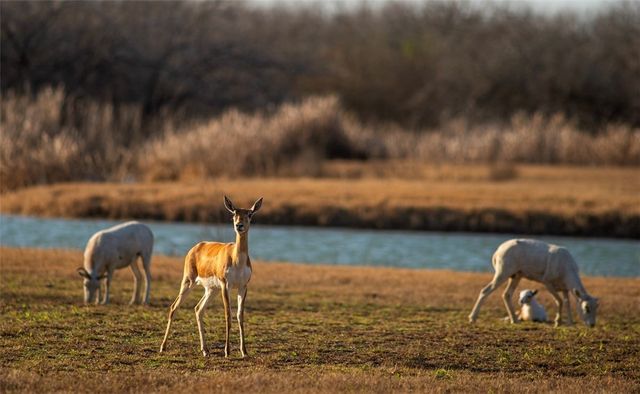 141 S Private Road 1026, Kingsville, TX 78363