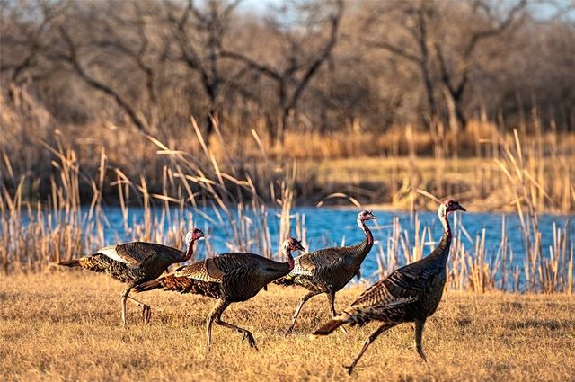 141 S Private Road 1026, Kingsville, TX 78363