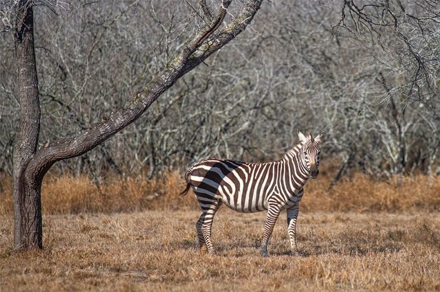 141 S Private Road 1026, Kingsville, TX 78363