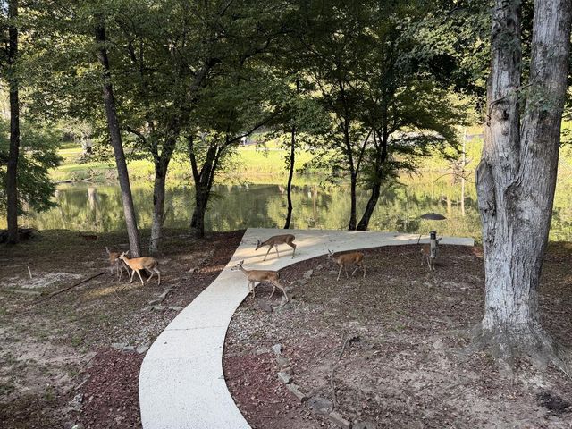 135 Muller Lane, Ellijay, GA 30540