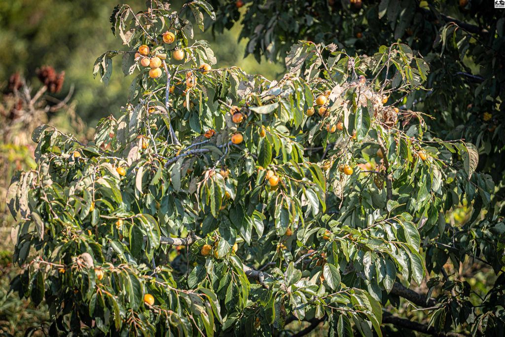 5020 N Table Mound Rd