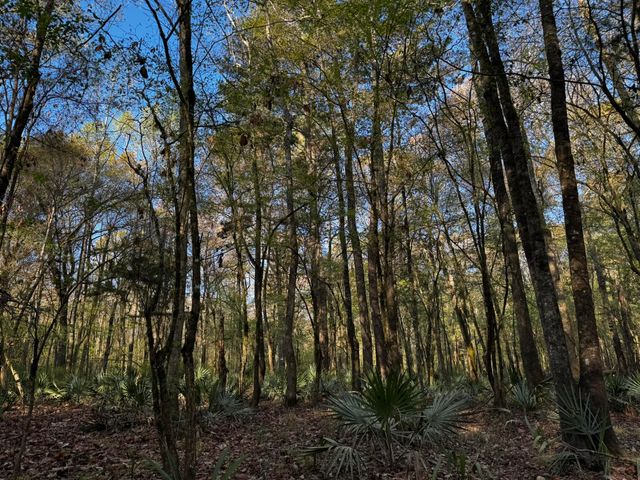 0 Beech Hill Road, Summerville, SC 29485