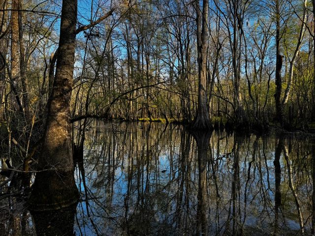 0 Beech Hill Road, Summerville, SC 29485