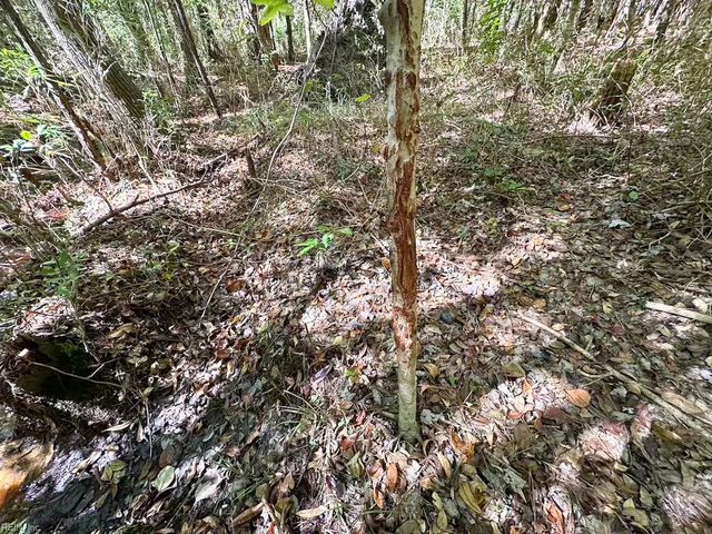45.5 Acres Cypress Chapel RD, Suffolk, VA 23434