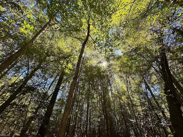 45.5 Acres Cypress Chapel RD, Suffolk, VA 23434