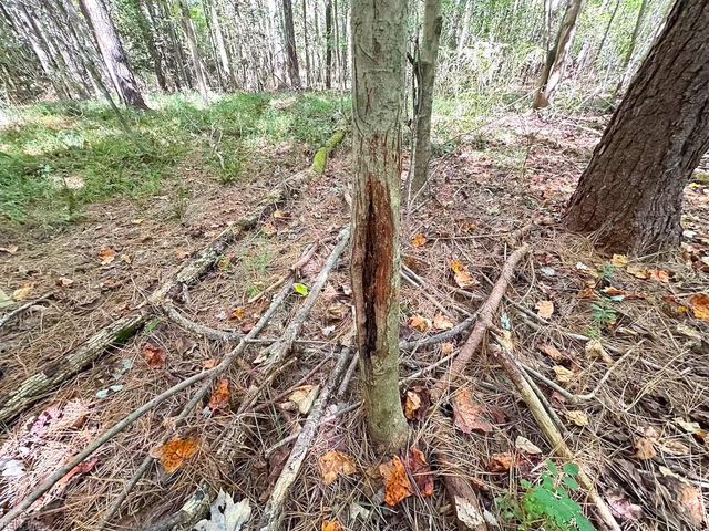 45.5 Acres Cypress Chapel RD, Suffolk, VA 23434