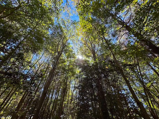 45.5 Acres Cypress Chapel RD, Suffolk, VA 23434