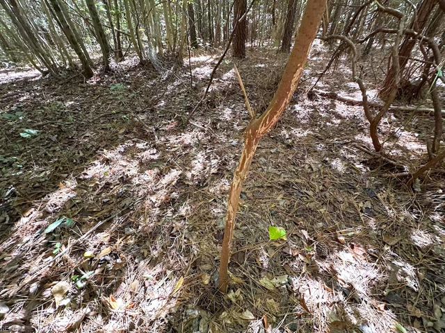 45.5 Acres Cypress Chapel RD, Suffolk, VA 23434