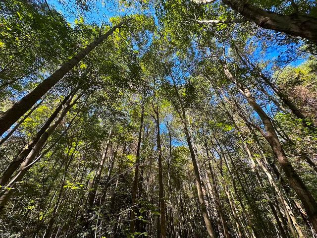 45.5 Acres Cypress Chapel RD, Suffolk, VA 23434