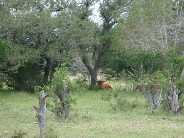1619 Althaus Ranch RD, Johnson City, TX 78636
