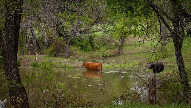 245 Mcdaniel Road, Tioga, TX 76271