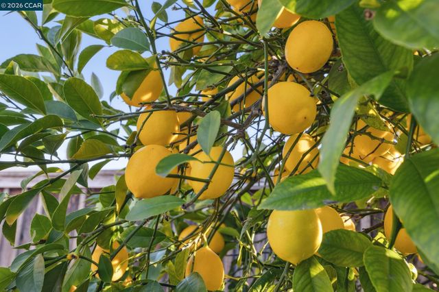 1211 Larch Avenue, Moraga, CA 94556